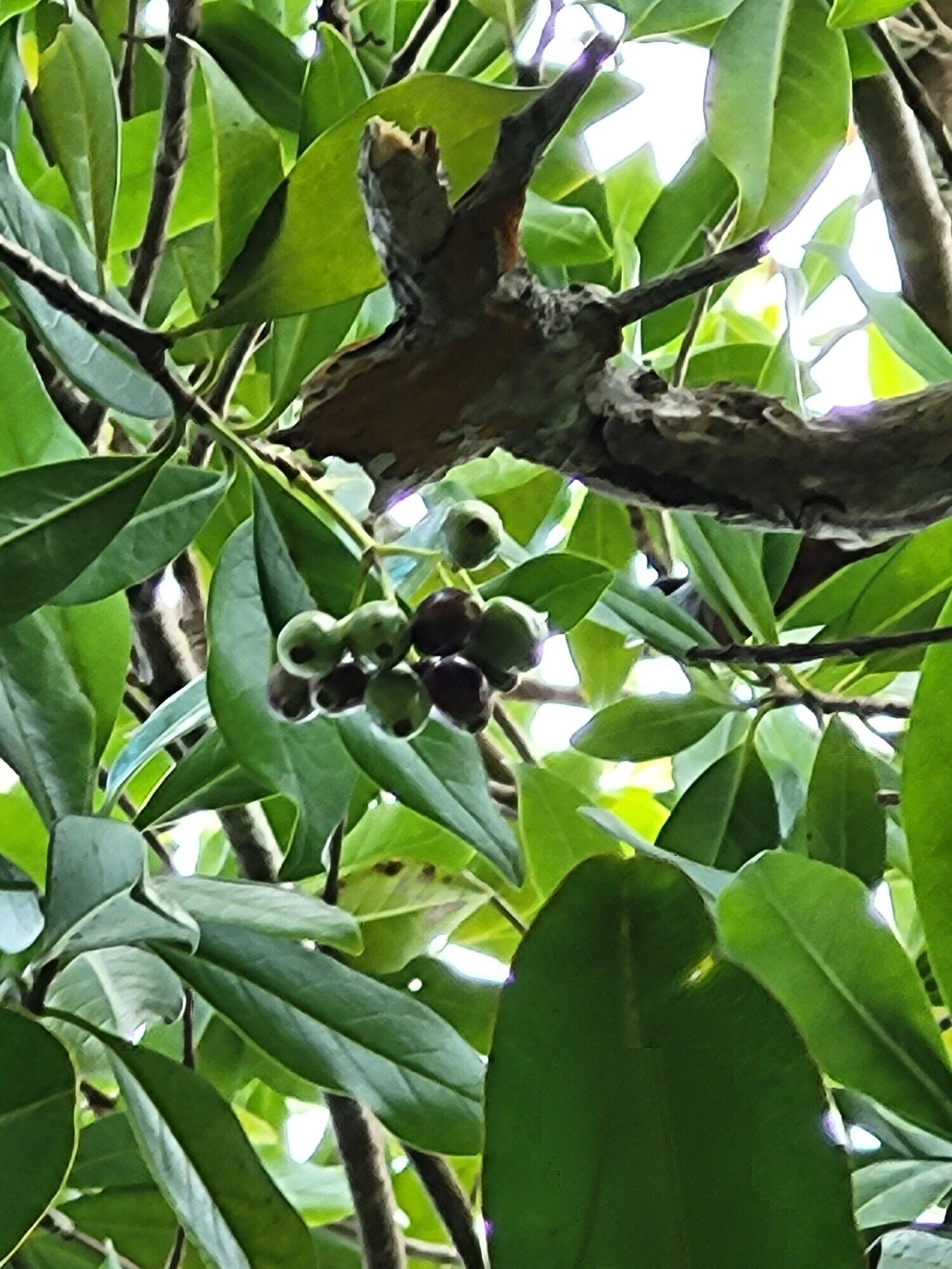 Chione venosa fruits
