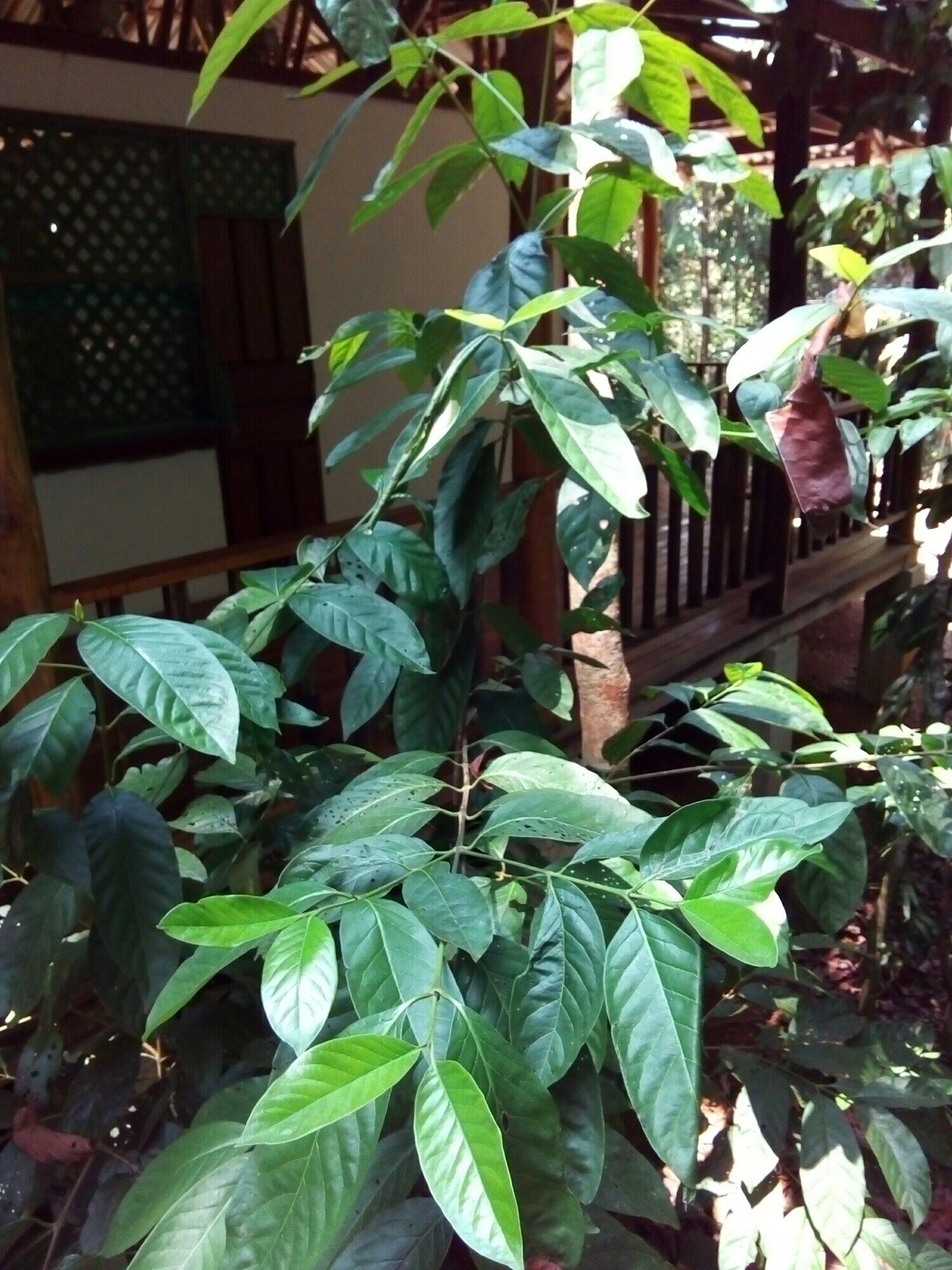 Chione venosa habit and foliage