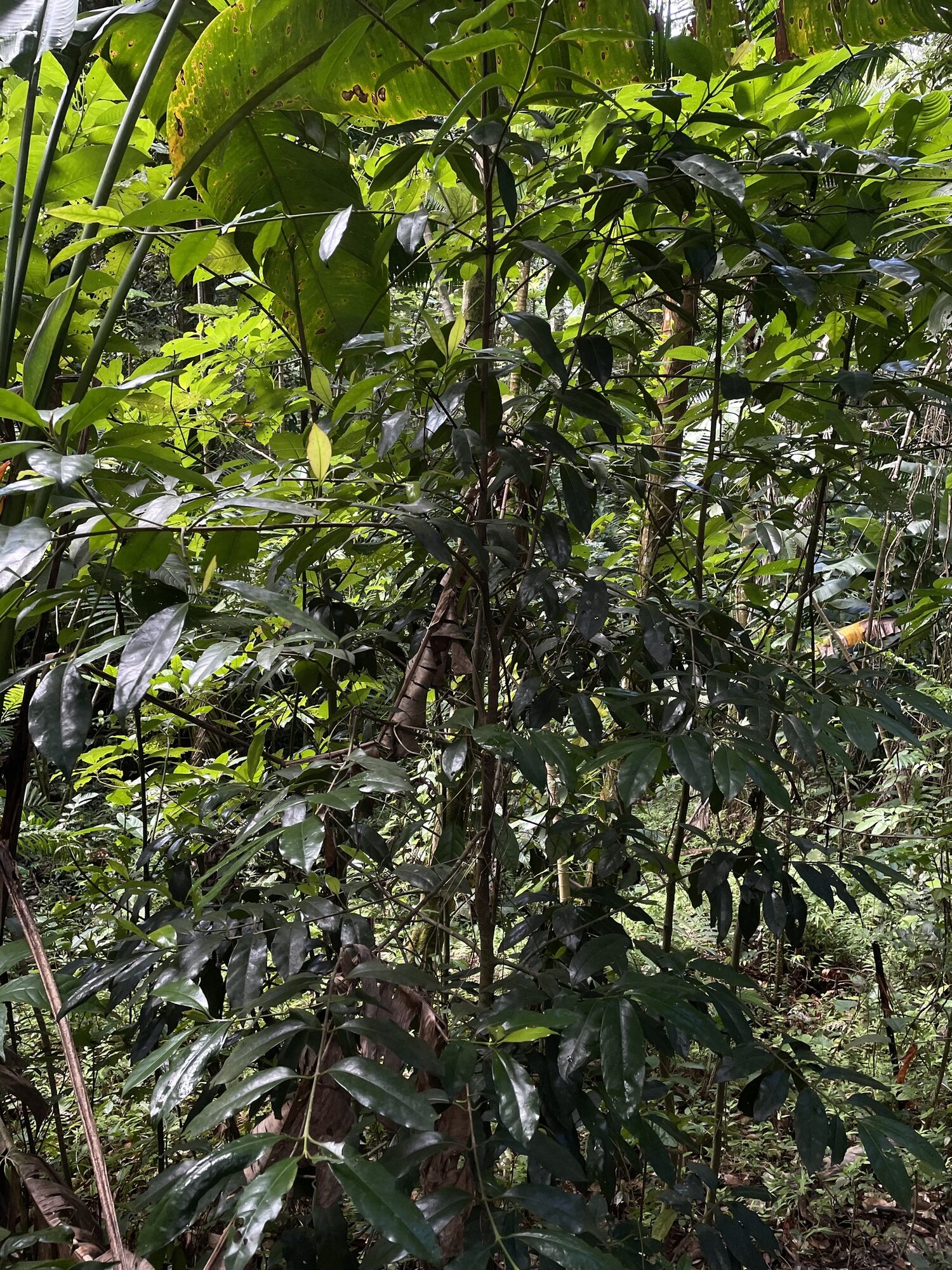 Chione venosa habit in forest understory