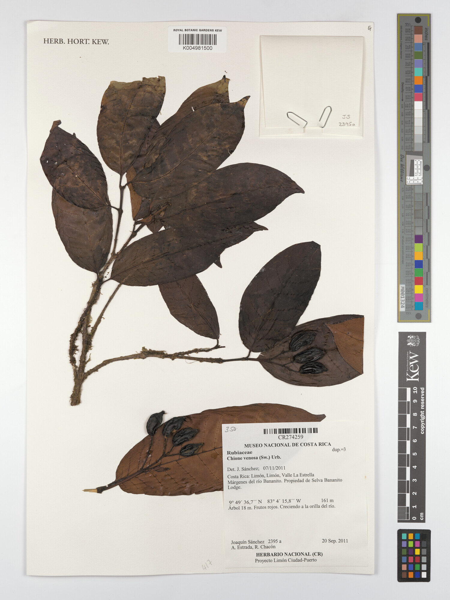 Herbarium specimen of Chione venosa