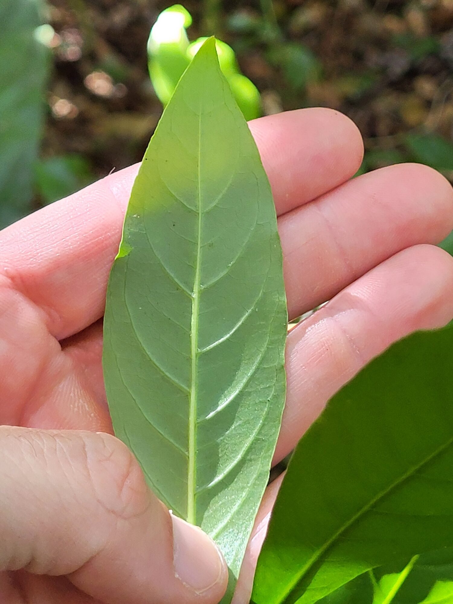 Chione venosa leaf underside