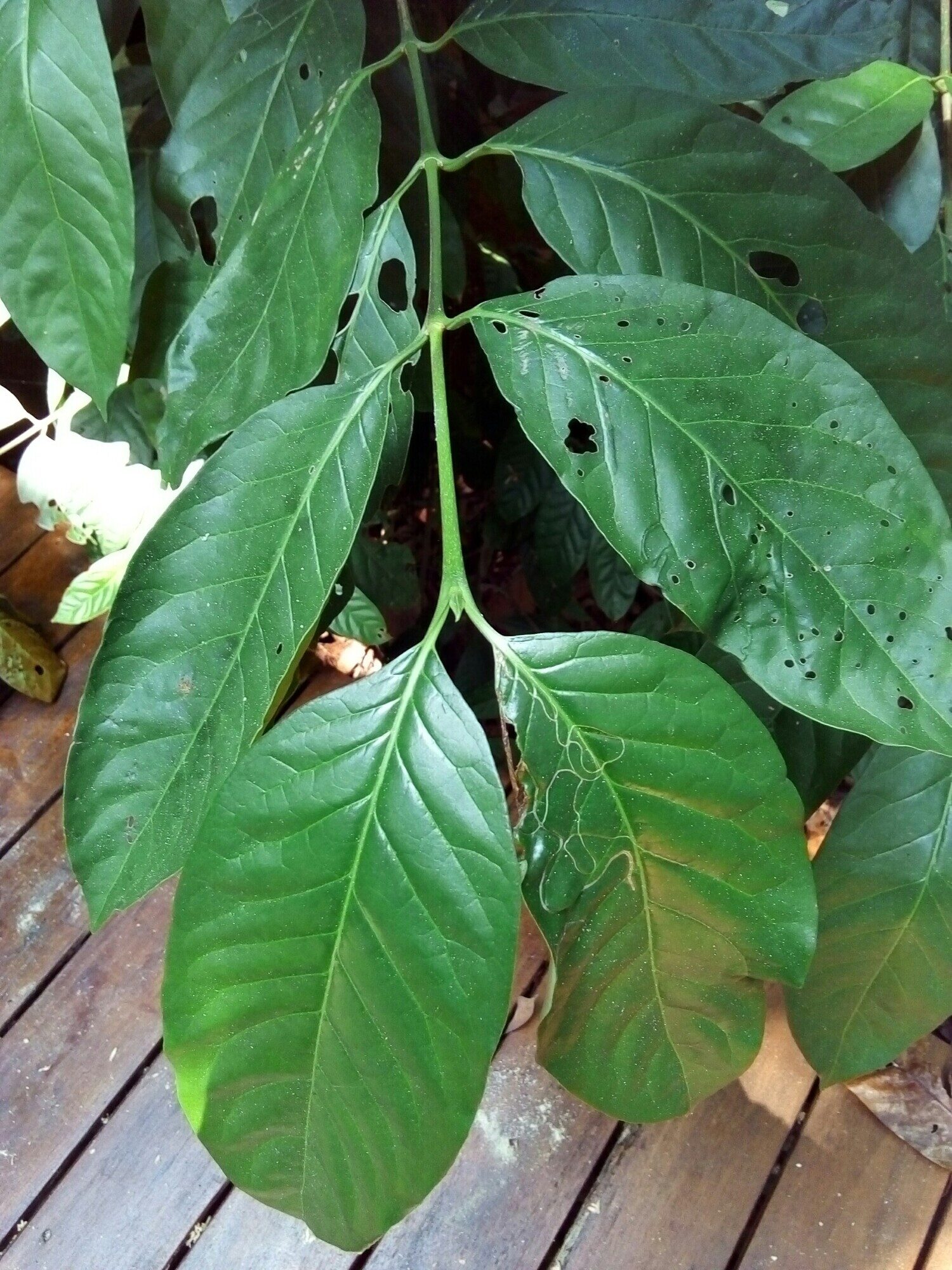 Chione venosa leaf venation