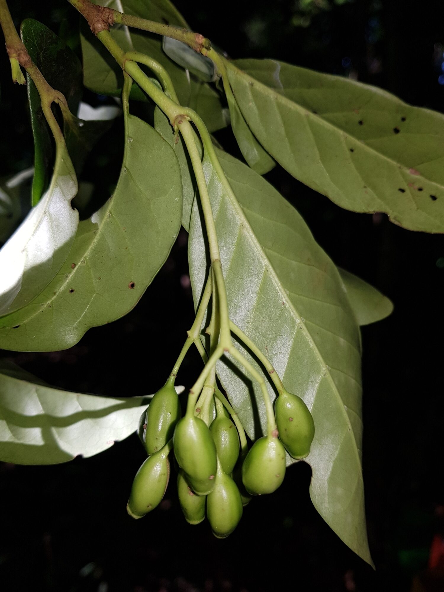 Chione venosa leaves with fruit