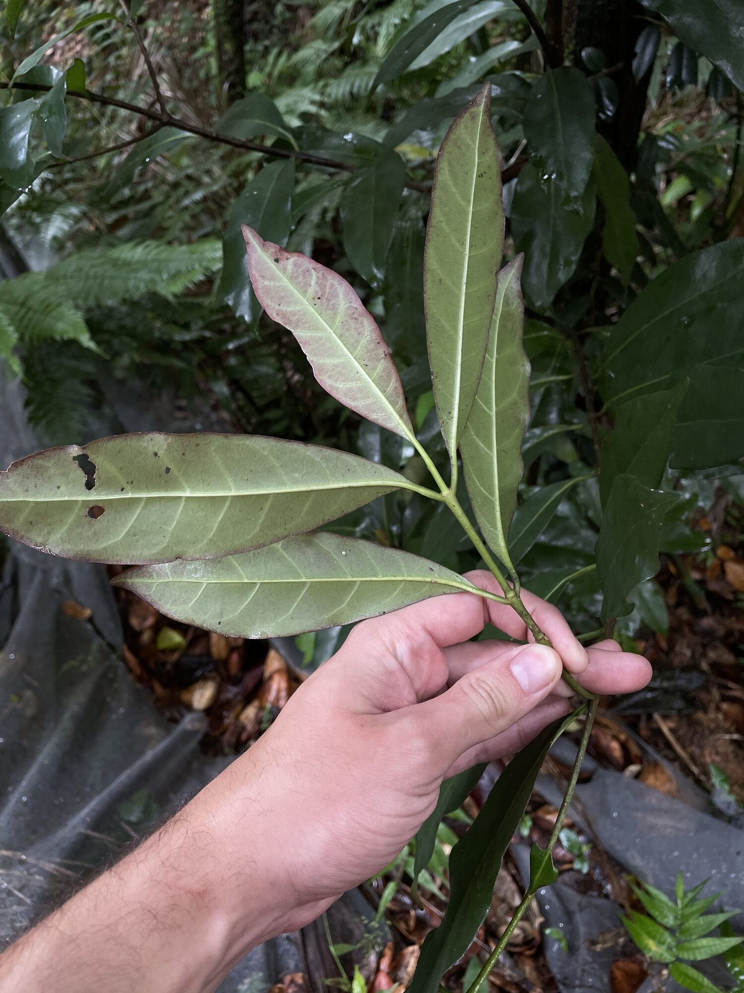 Chione venosa leaf arrangement