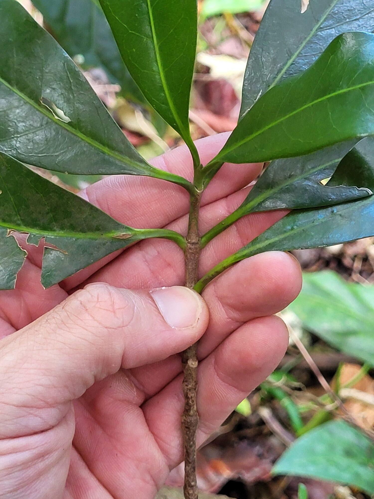 Chione venosa interpetiolar stipules