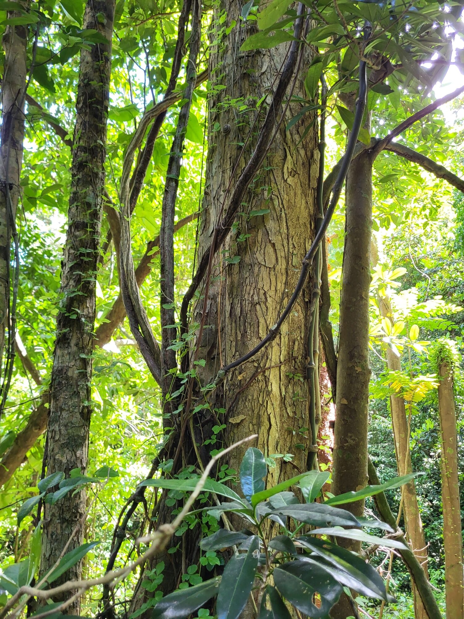 Chione venosa trunk in forest