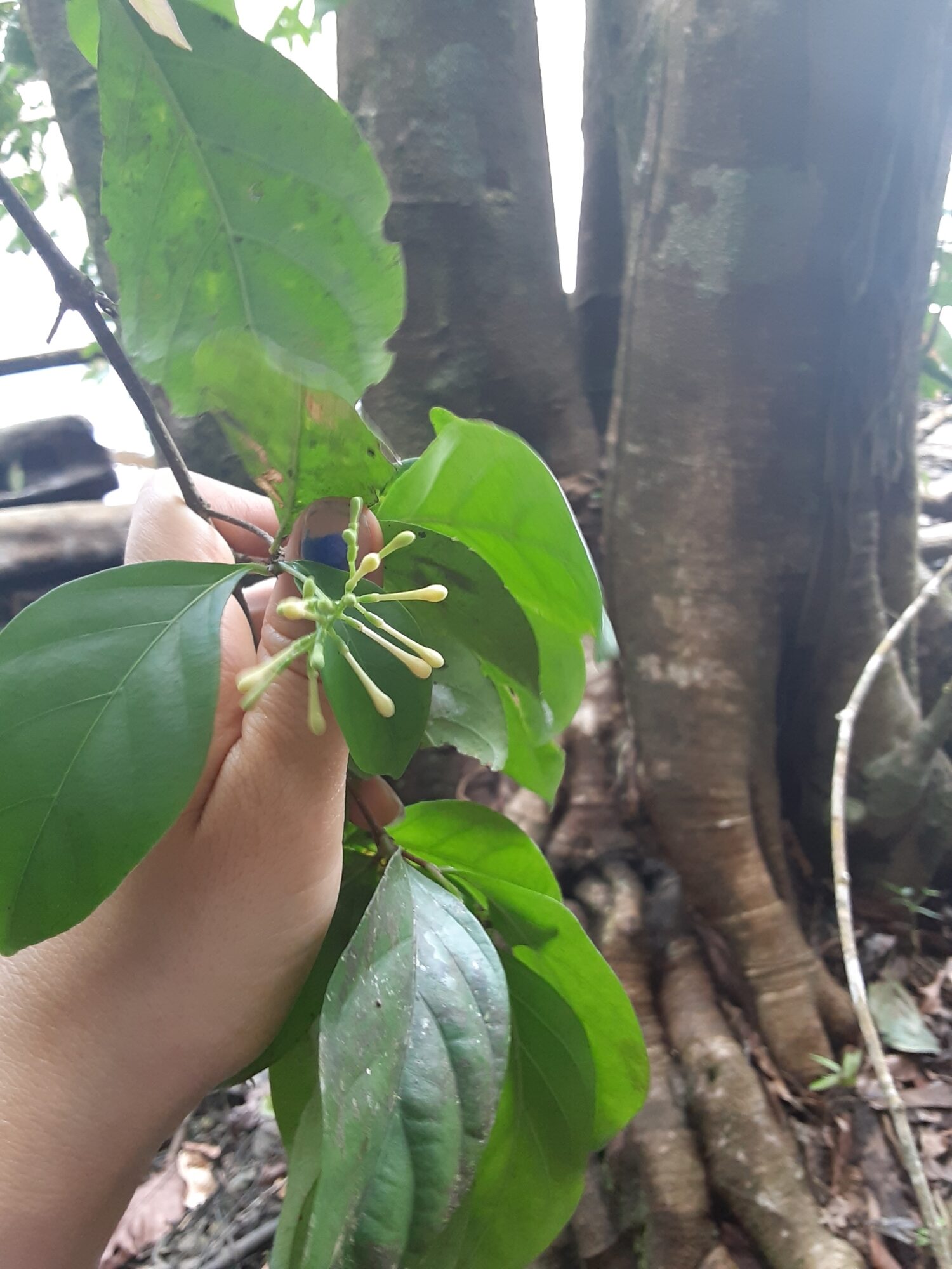 Chomelia microloba leaves and flower buds