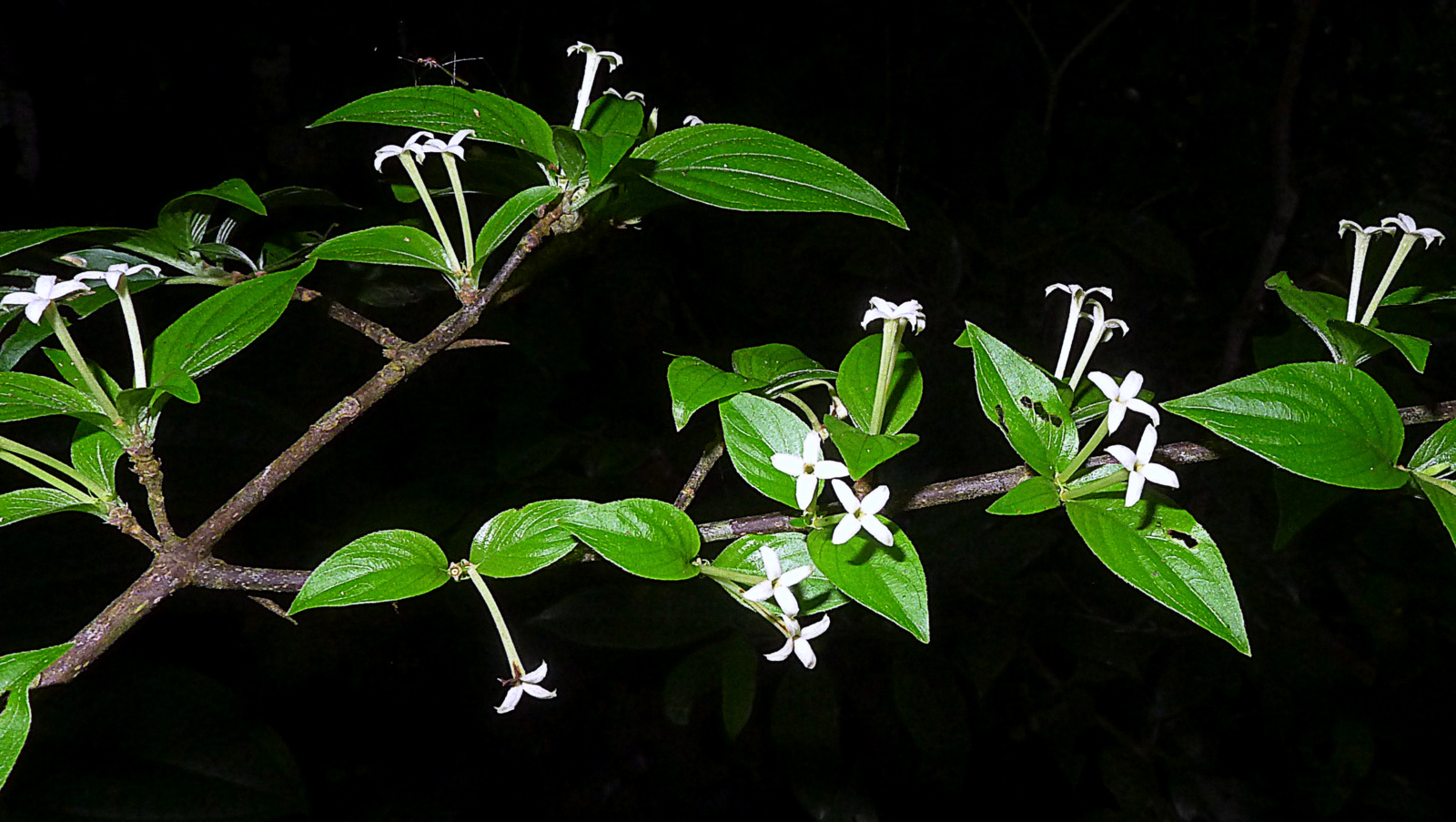 Chomelia tenuiflora flowers