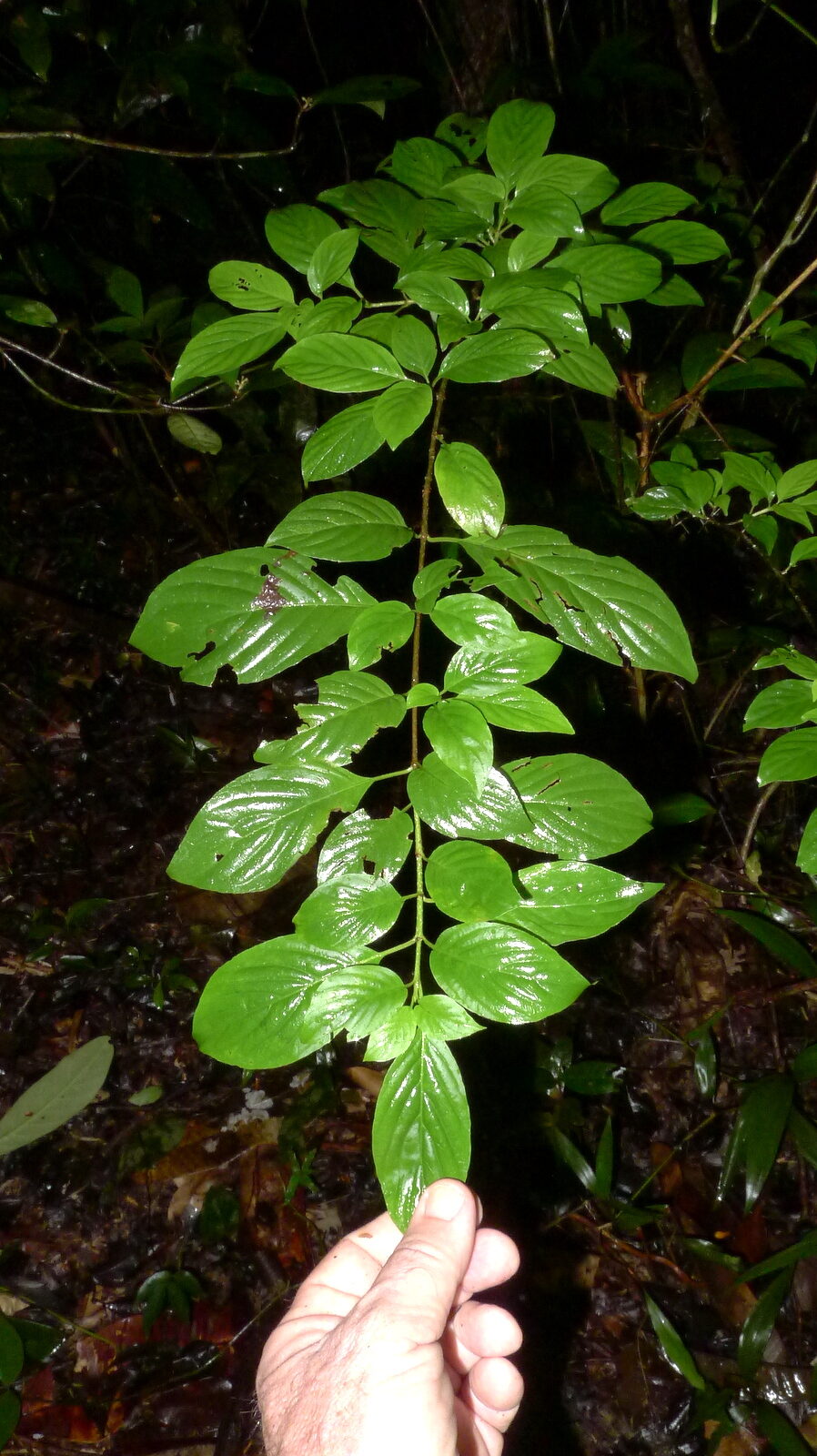 Chomelia tenuiflora branch with leaves