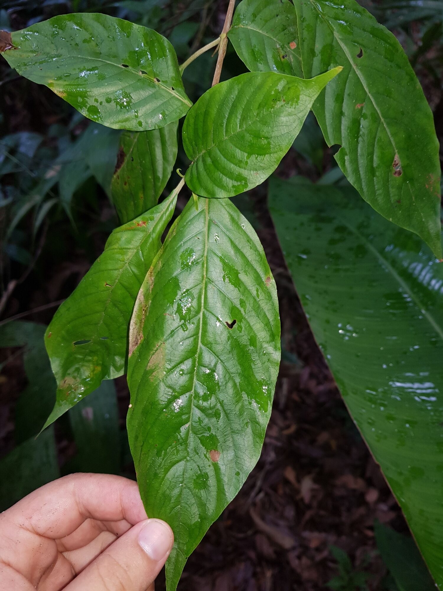 Chomelia tenuiflora leaves