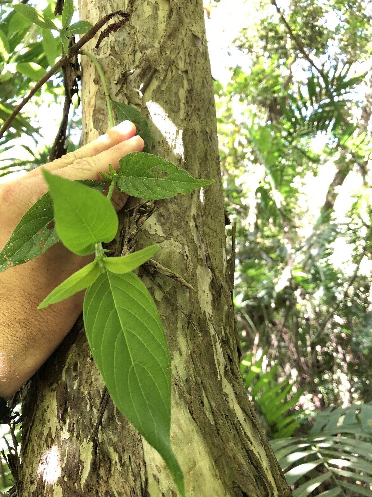 Chomelia venulosa trunk