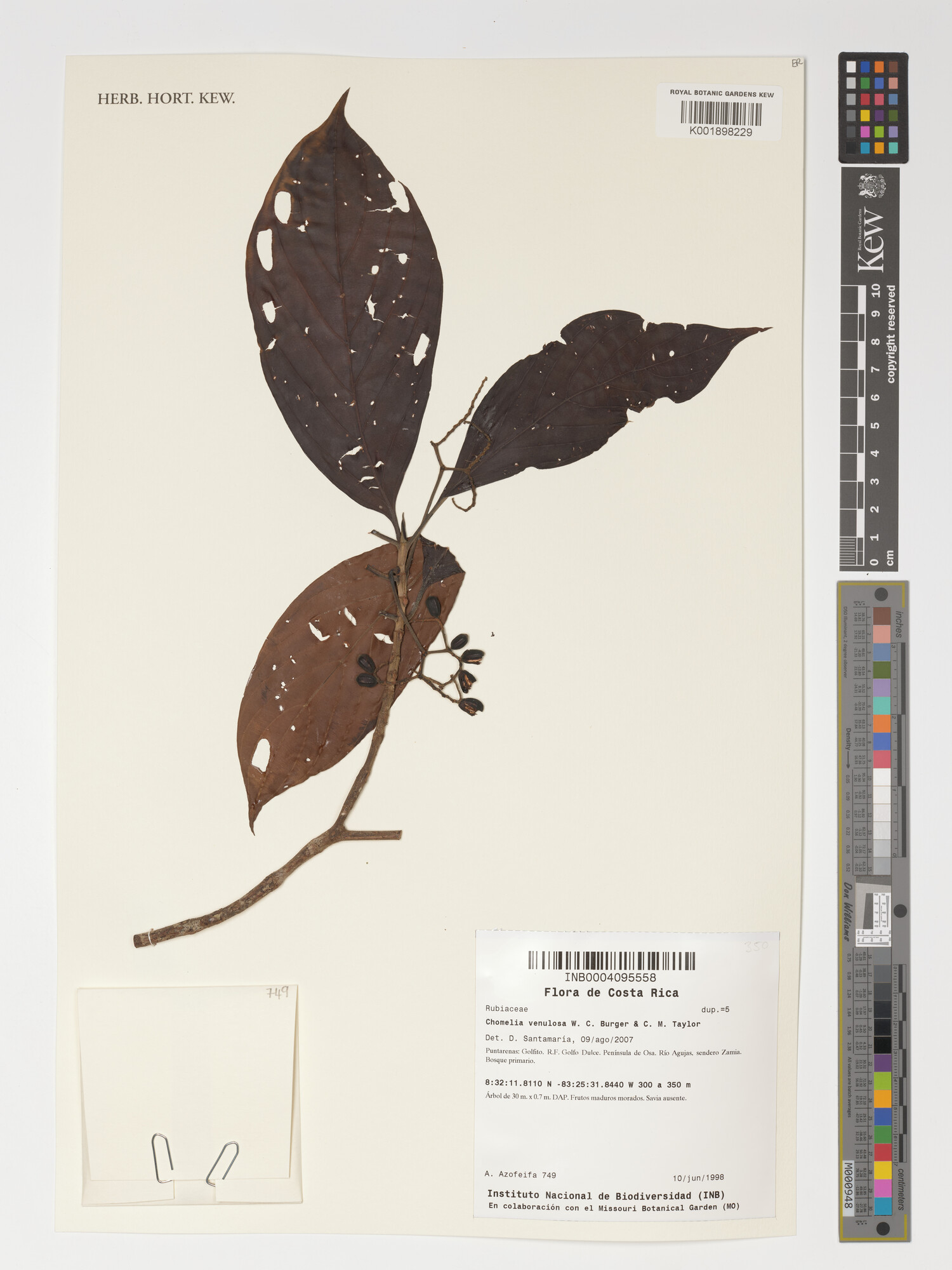 Chomelia venulosa herbarium specimen