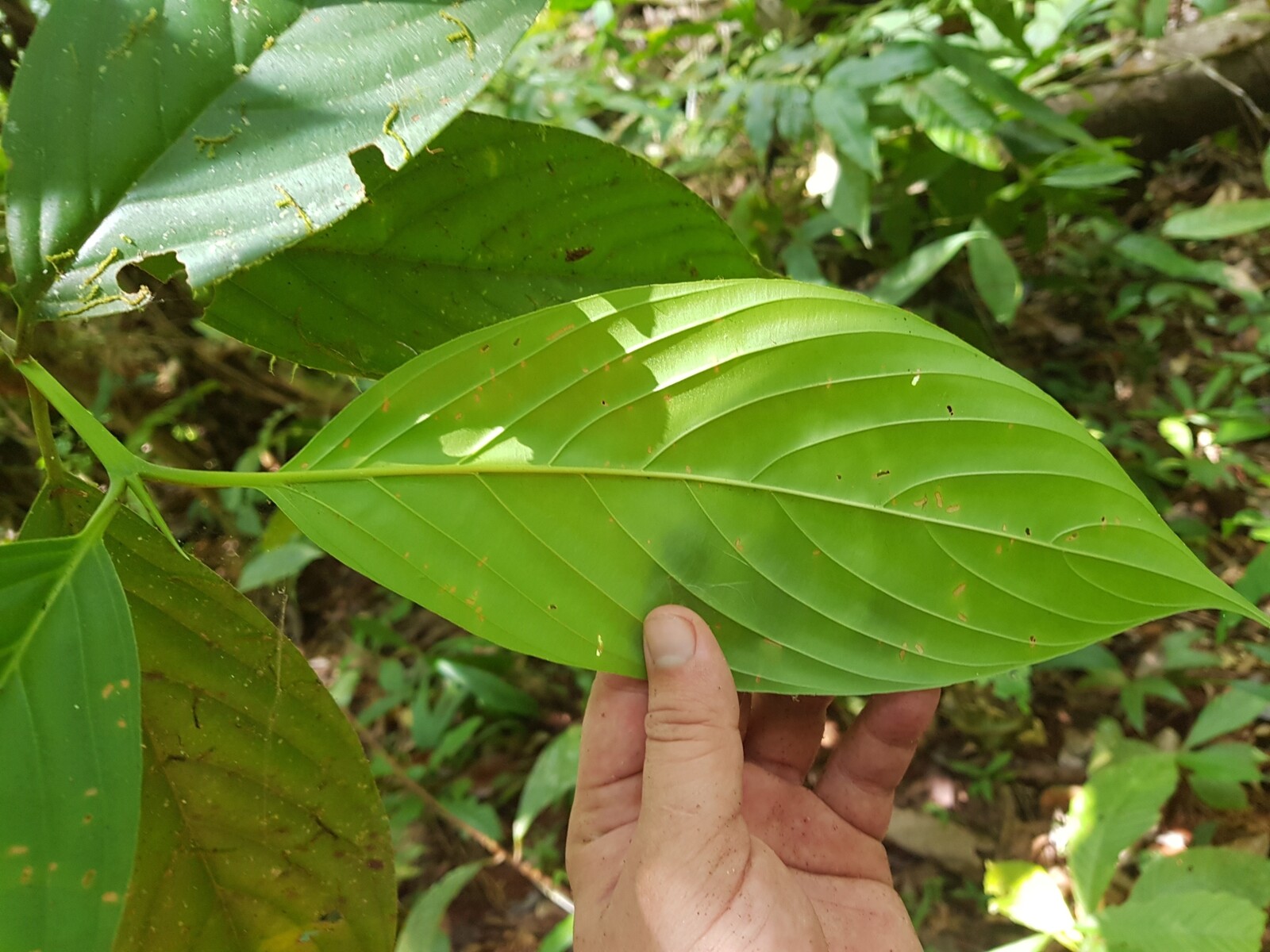 Chomelia venulosa leaf showing prominent venation