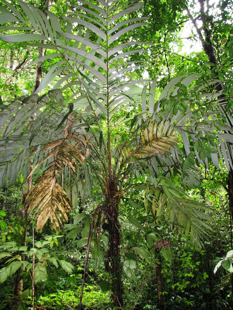 Astrocaryum confertum palm growing in forest understory showing plumose crown