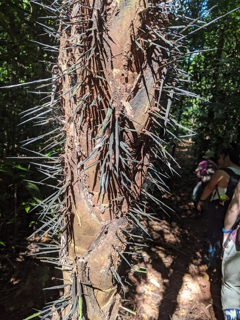 Close-up of Astrocaryum trunk showing long needle-sharp spines radiating outward
