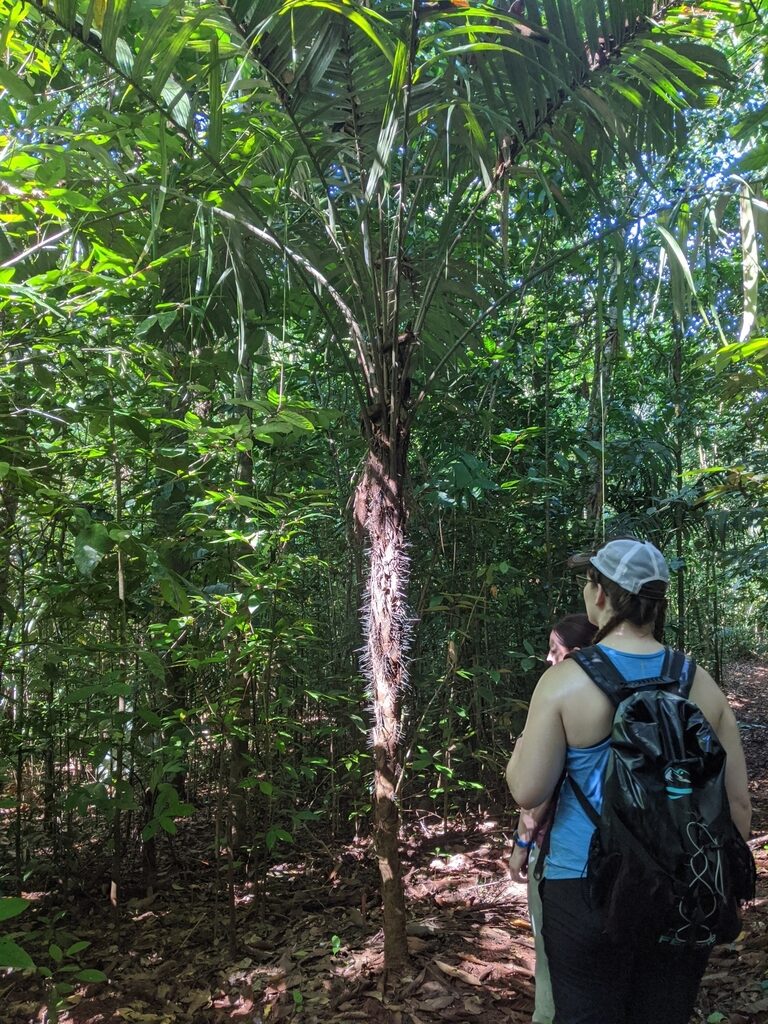 Full view of spiny Astrocaryum palm in forest with person for scale