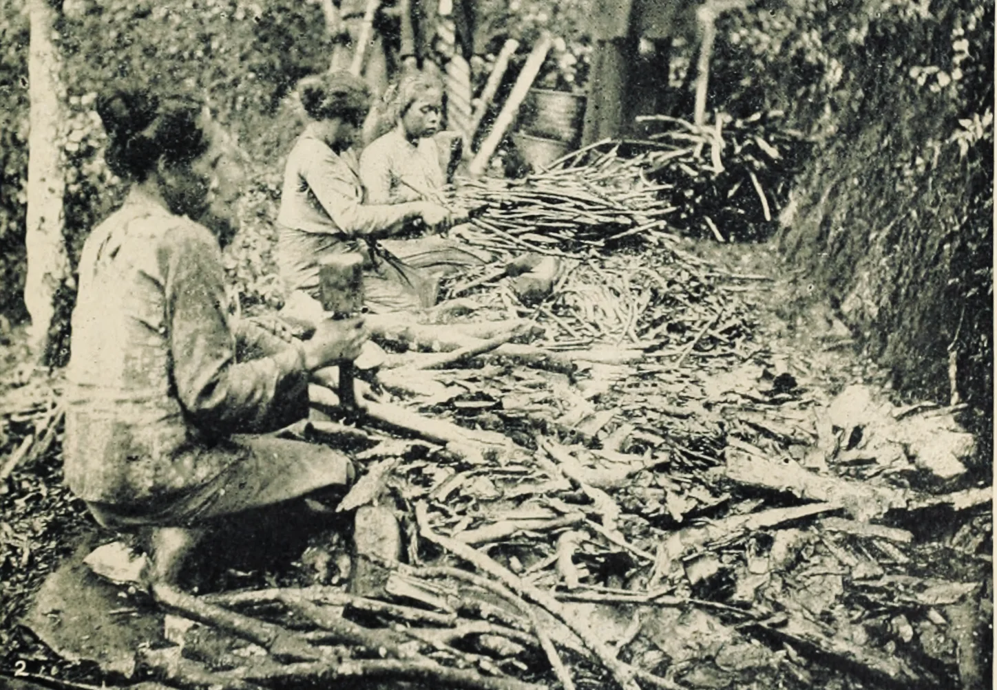 Historical illustration of Cinchona bark harvesting