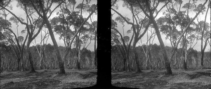 Oldest Cinchona ledgeriana trees in Java