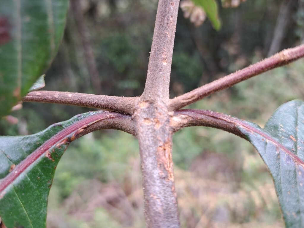 Cinchona pubescens twig showing bark and opposite branching