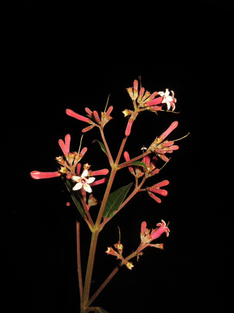 Cinchona pubescens flower panicle