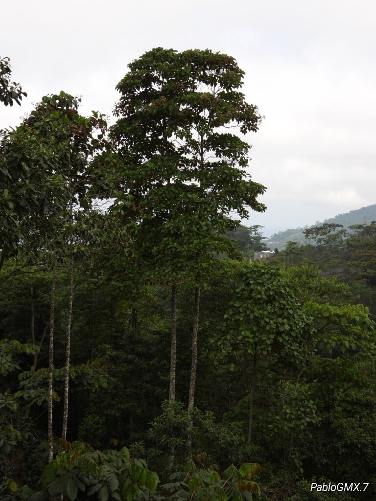 Cinchona pubescens tree showing habit