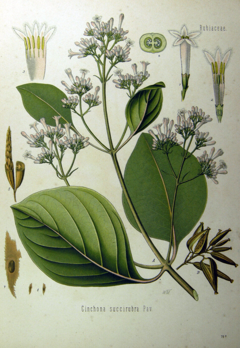 Botanical illustration of Cinchona succirubra from Köhler's Medizinal-Pflanzen