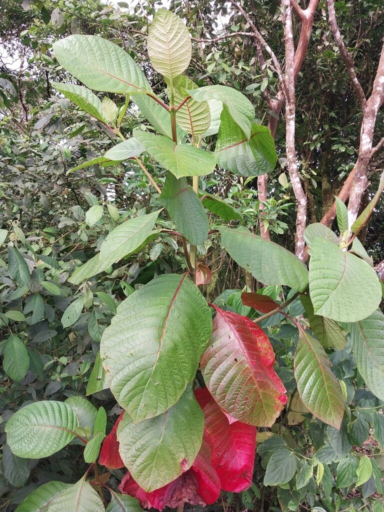Cinchona pubescens leaves showing prominent venation