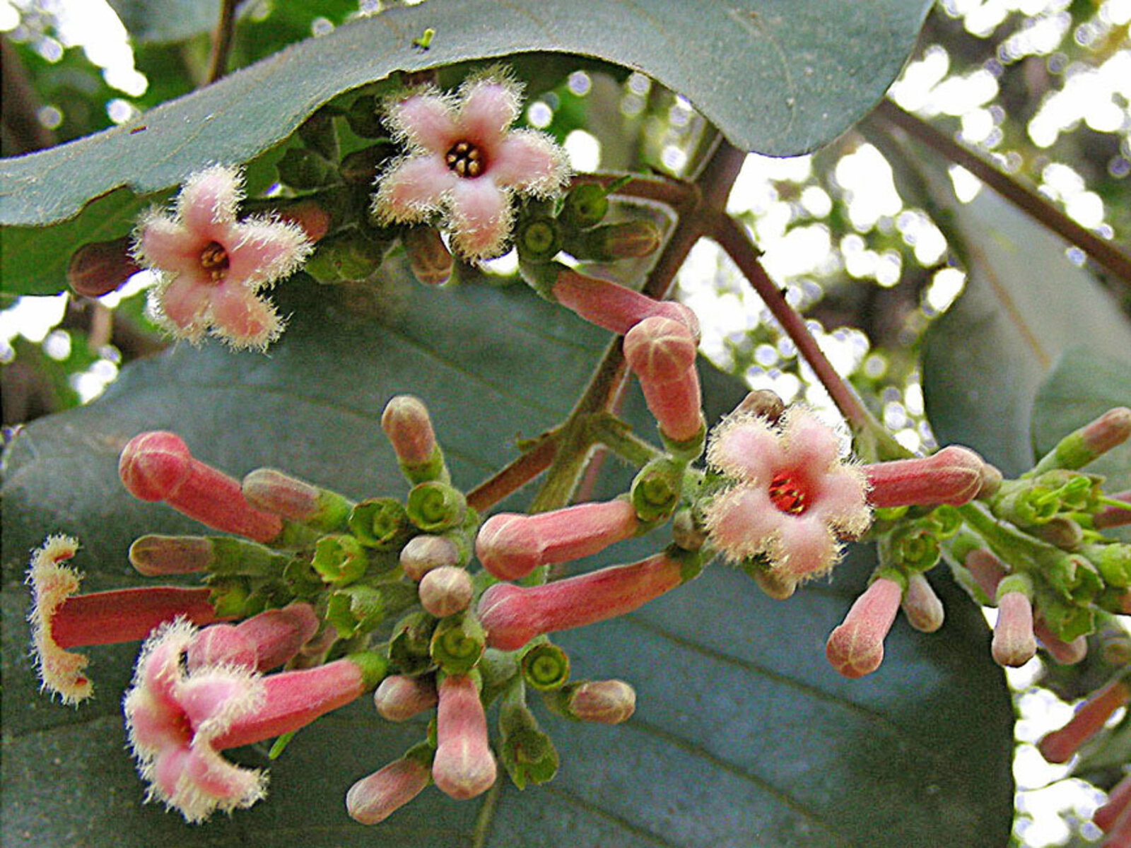 Cinchona pubescens flowers