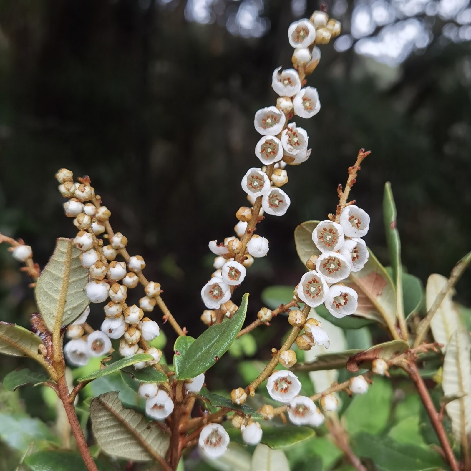 Clethra gelida flowering branches showing multiple racemes