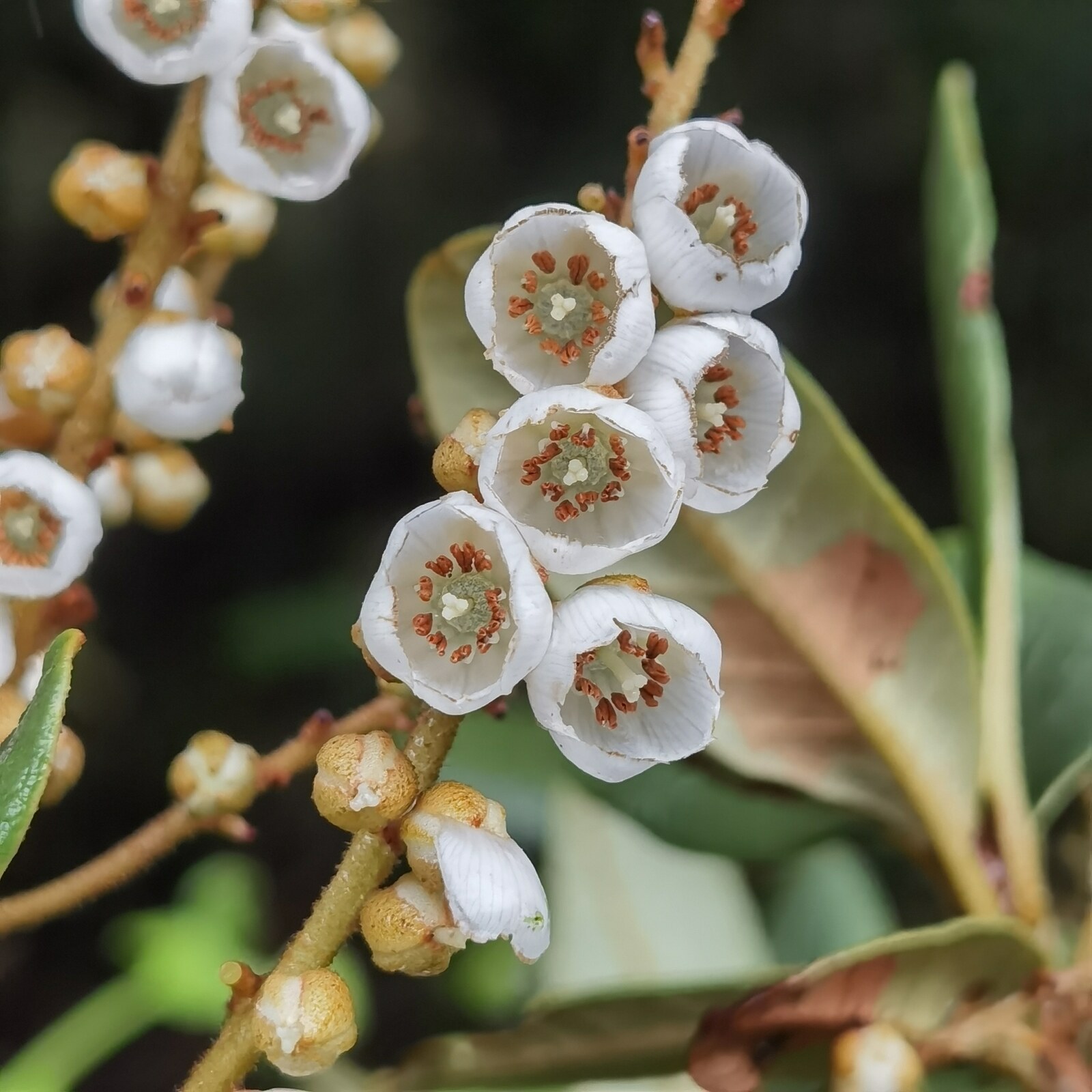 Close-up of Clethra gelida flowers showing white cup-shaped blooms with red-brown anthers