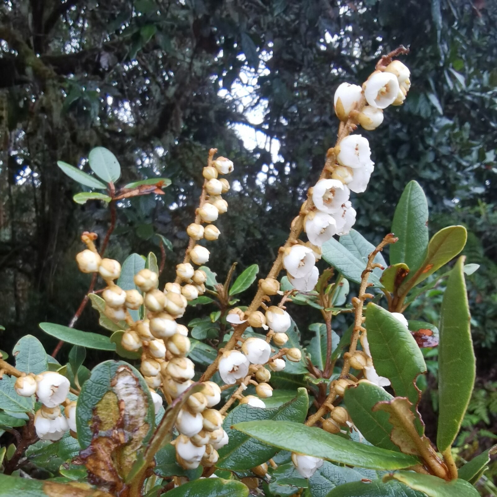 Clethra gelida flowering branches with cloud forest in background