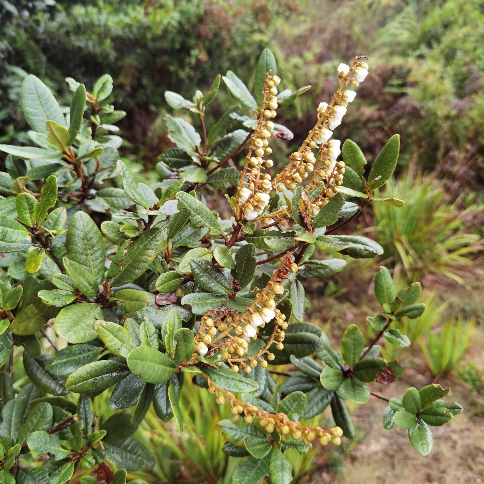 Clethra gelida flowering in its cloud forest habitat