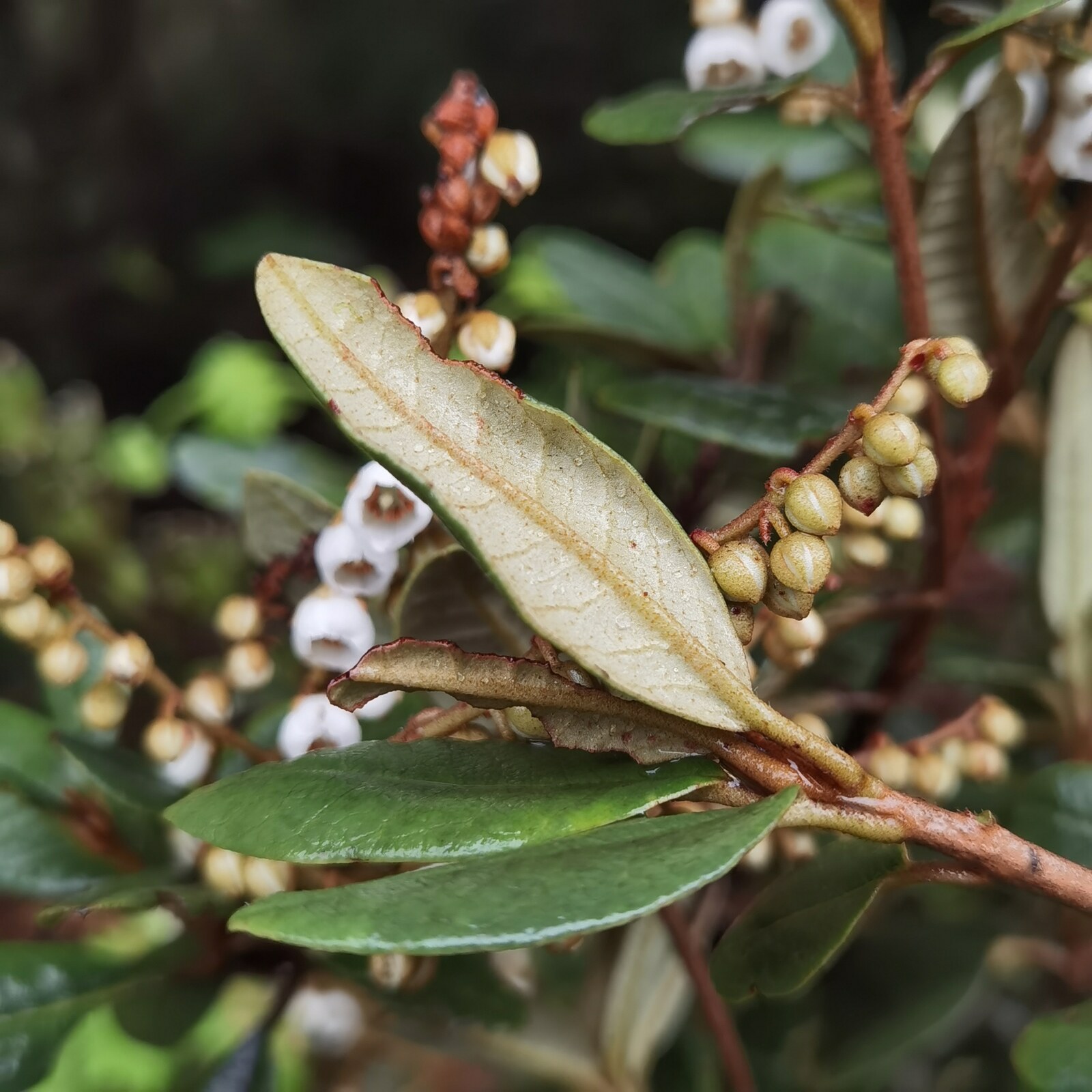 Clethra gelida leaves showing pale tomentose underside