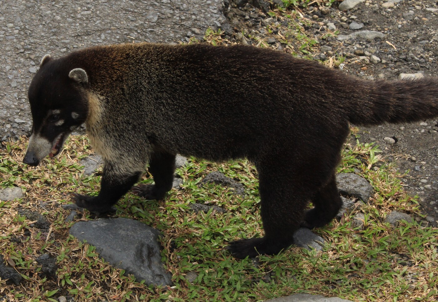 White-nosed Coati