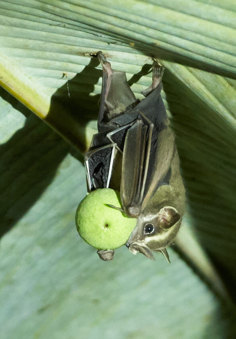 Common tent-making bat Uroderma bilobatum roosting beneath a folded leaf tent with a fruit in its mouth in Costa Rica