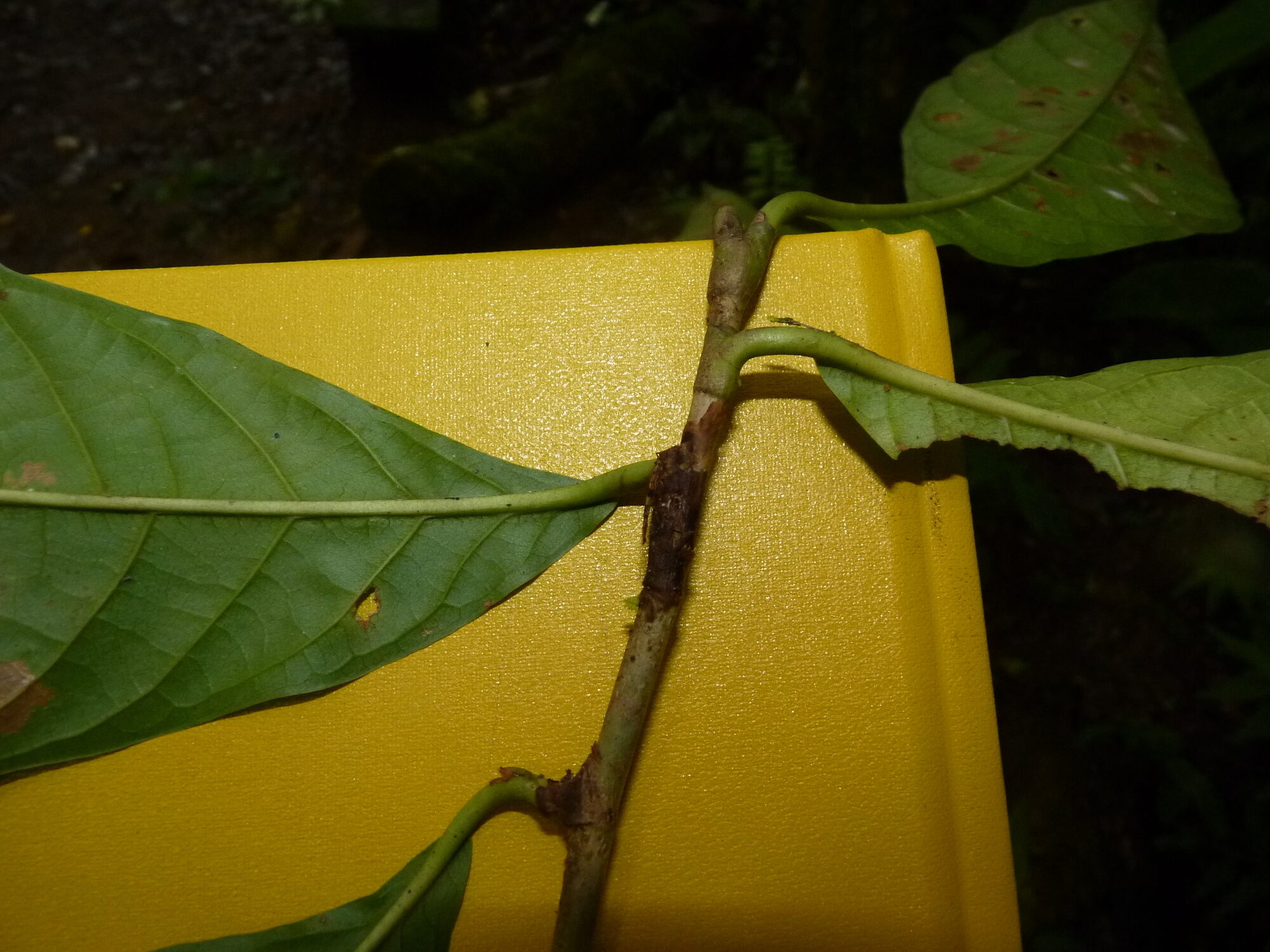 Close-up of Coccoloba tuerckheimii stem node showing striate ocreae and petiole attachment