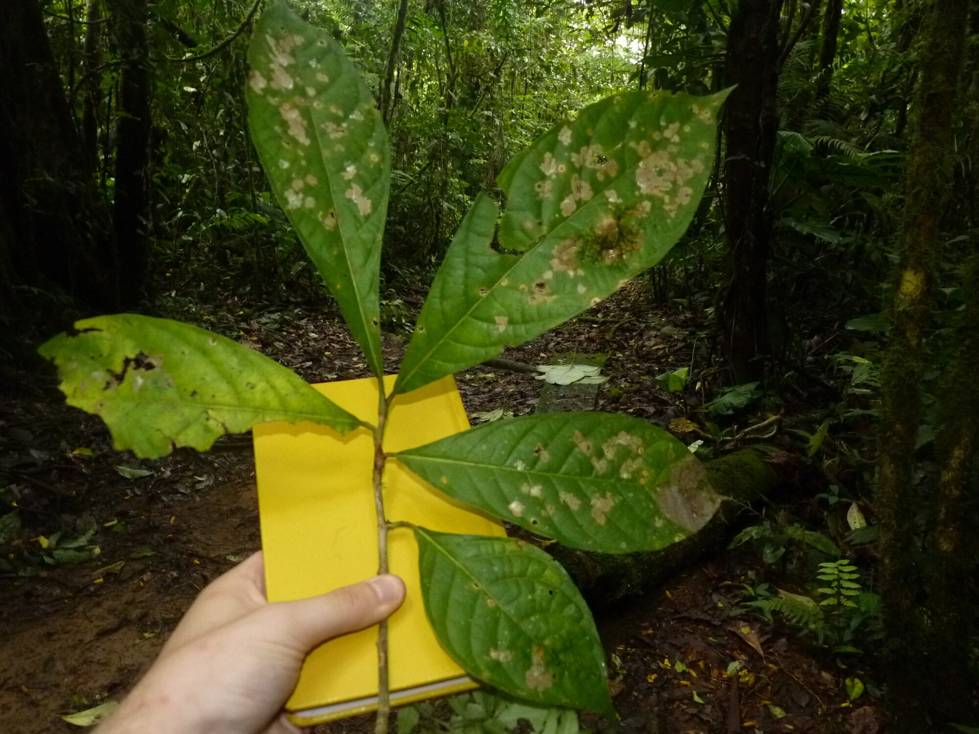 Branch of Coccoloba tuerckheimii held up showing clustered large leaves at stem apex in forest