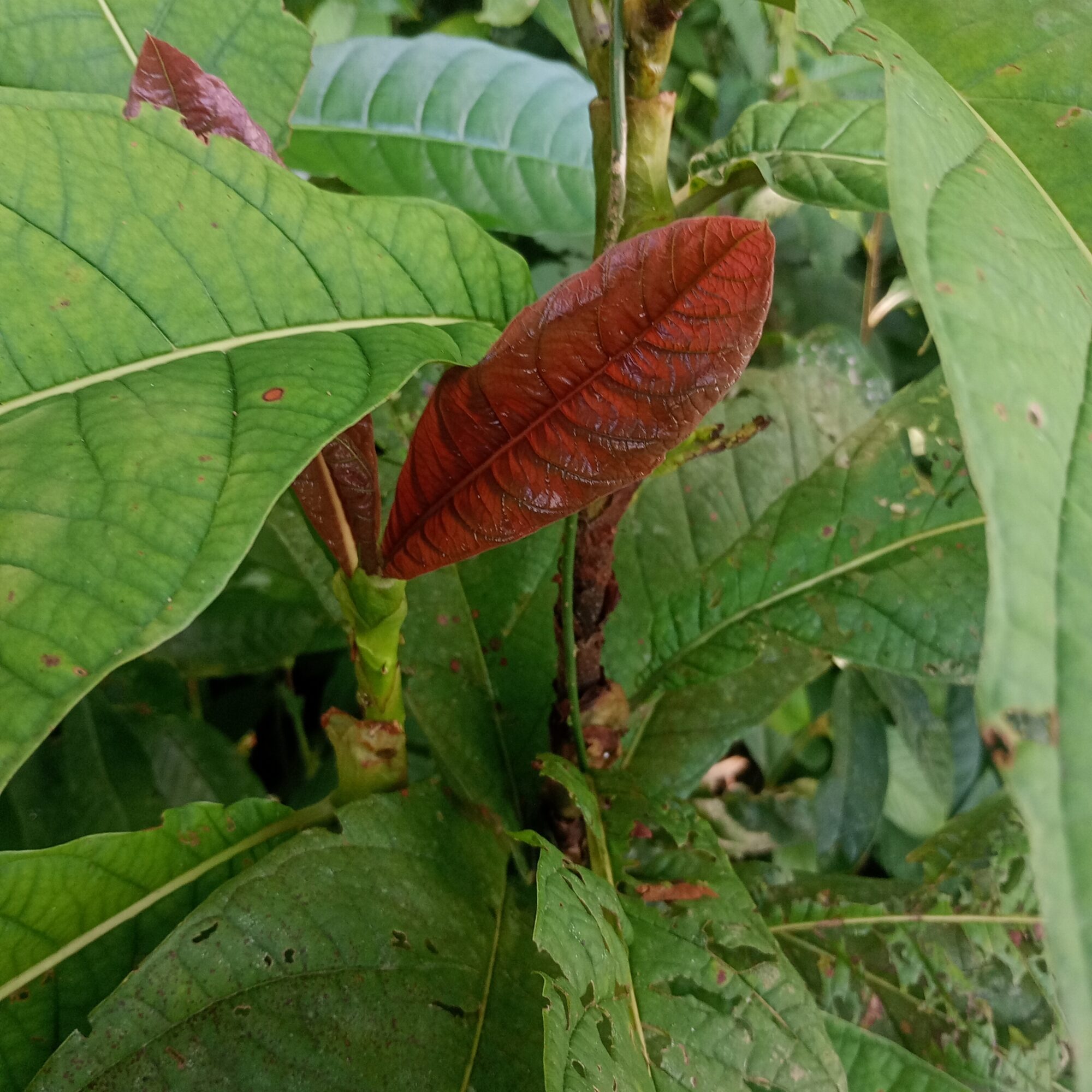 New reddish leaf of Coccoloba tuerckheimii emerging among mature green leaves on a thick stem