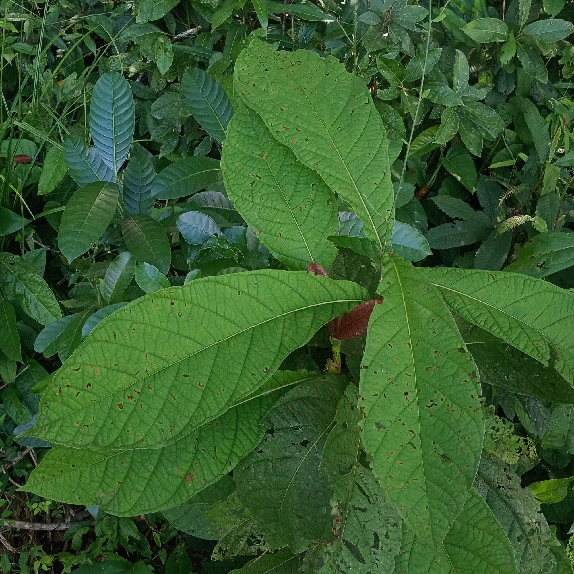 Large glossy leaves of Coccoloba tuerckheimii showing prominent venation and undulate margins