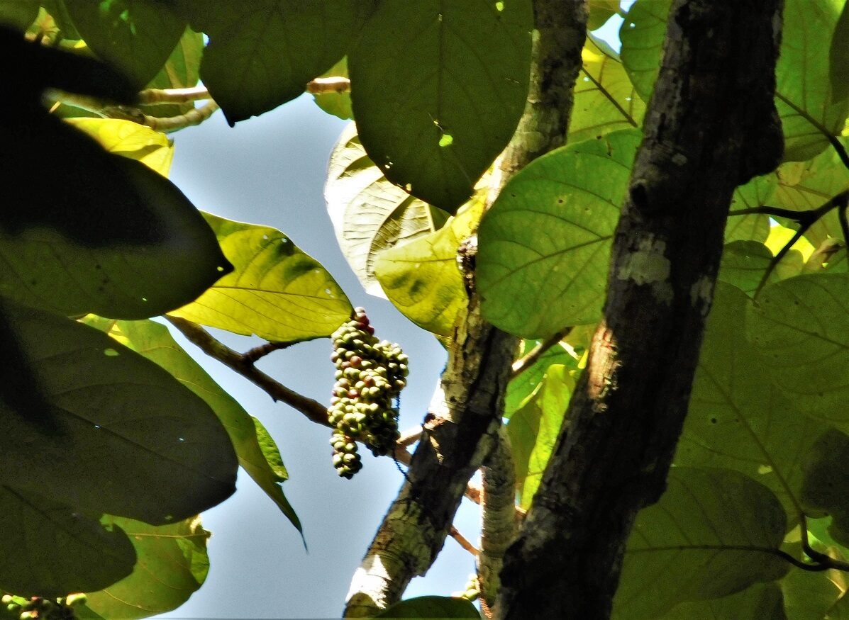 Grape-like fruit cluster of Coccoloba tuerckheimii hanging from a branch with large leaves and thick trunk