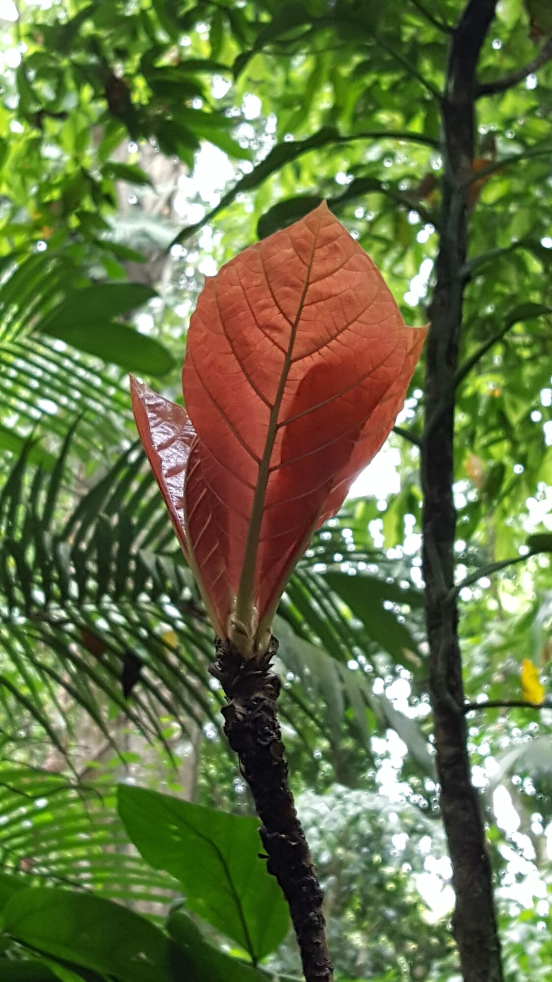 New reddish leaf of Coccoloba tuerckheimii emerging from a striate ocrea in a tropical forest in Chiapas, Mexico
