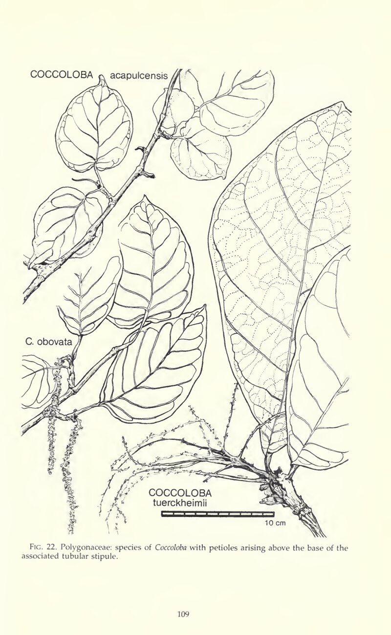 Botanical illustration from Flora Costaricensis showing Coccoloba tuerckheimii with its large leaf and detailed venation
