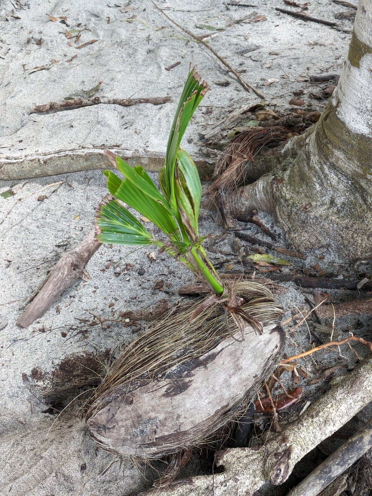 Germinating coconut seedling showing roots emerging from husk