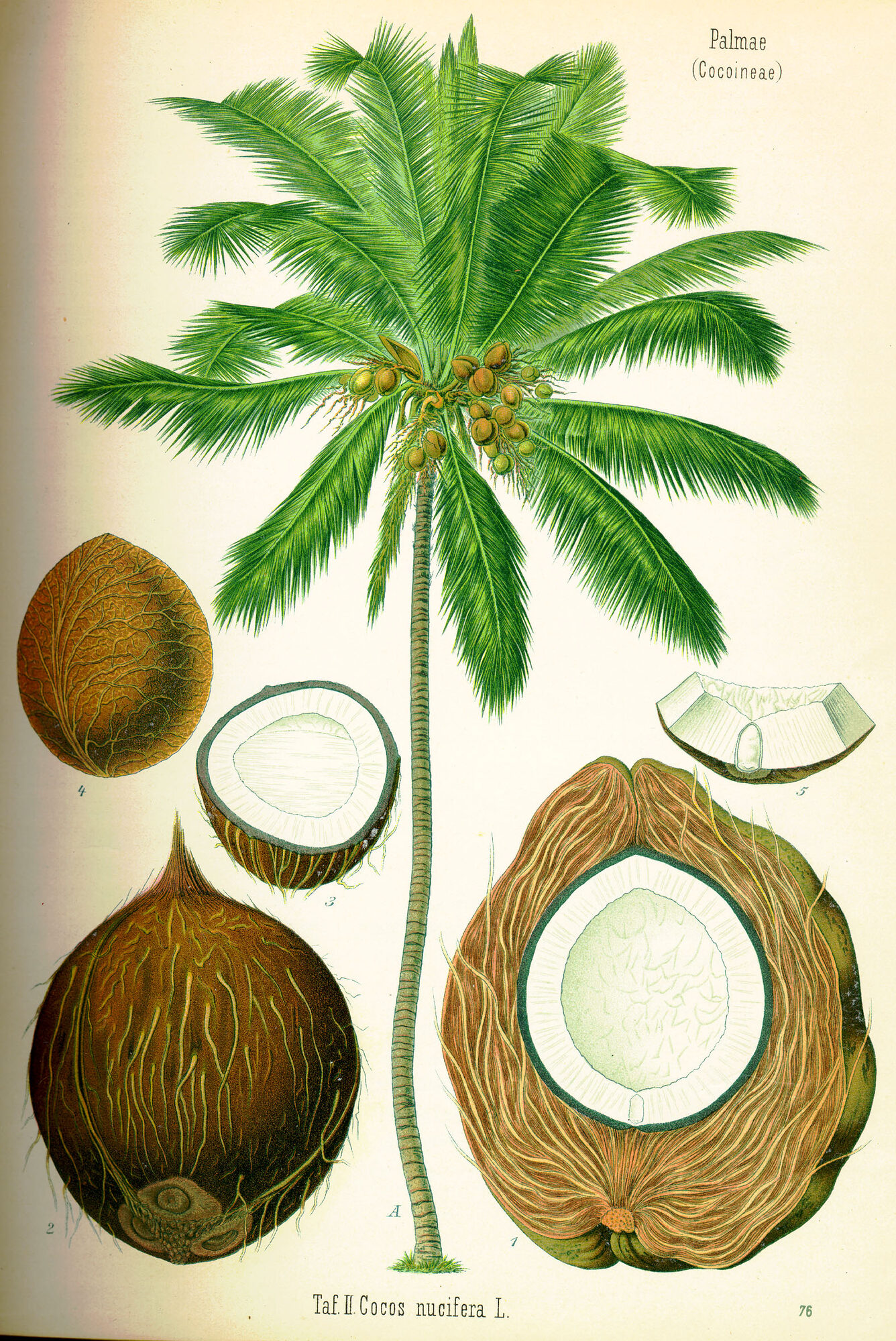 Botanical illustration of coconut palm showing crown of pinnate fronds