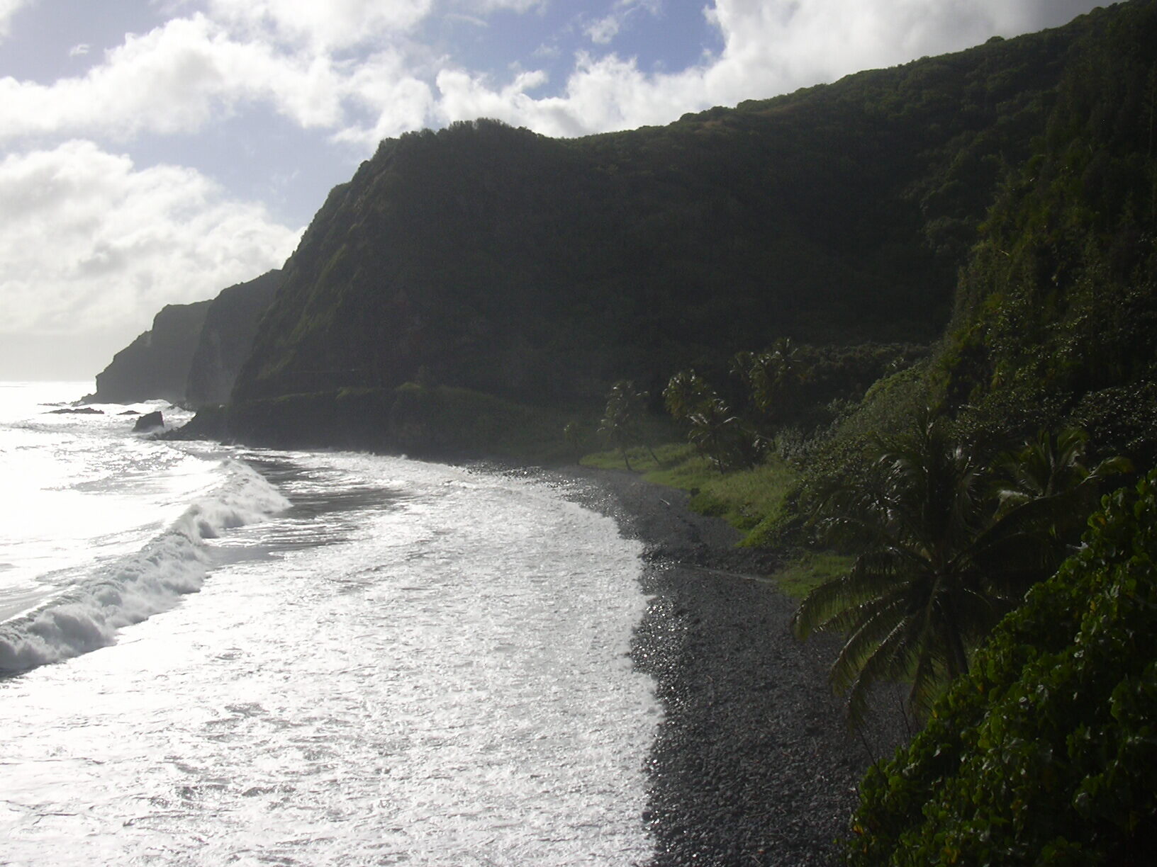 Coconut palms along Hawaiian coastline