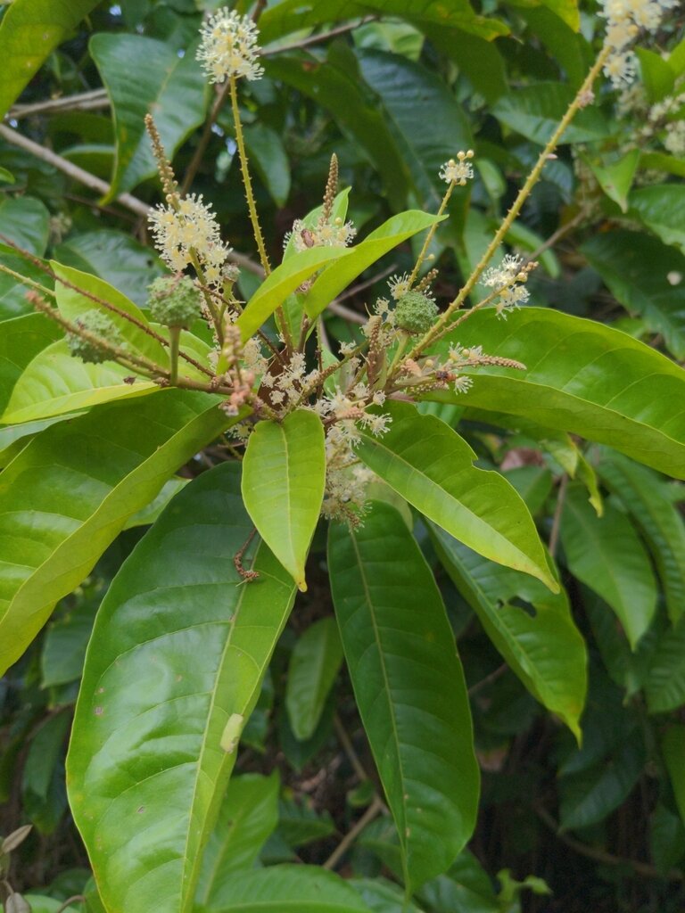 Croton schiedeanus flowers and developing fruits