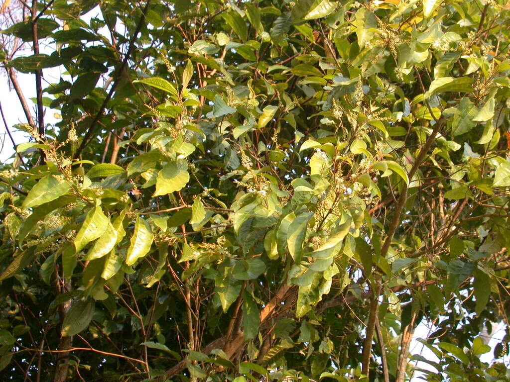Croton schiedeanus foliage showing leaves with silvery sheen and flower clusters