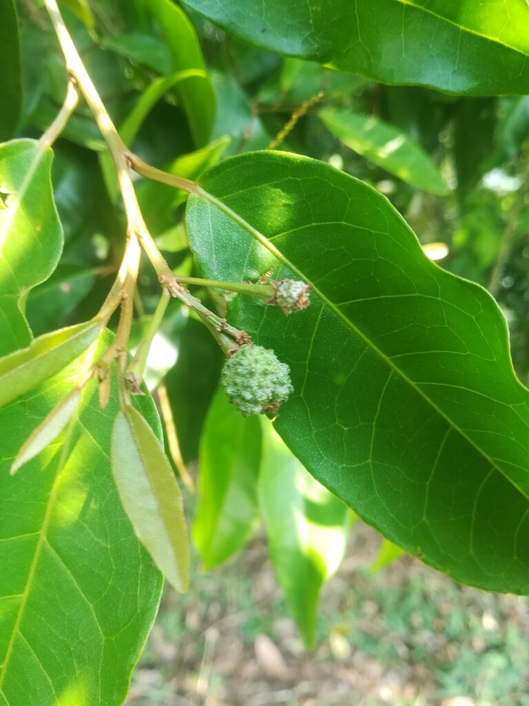 Croton schiedeanus fruit capsules showing warty surface