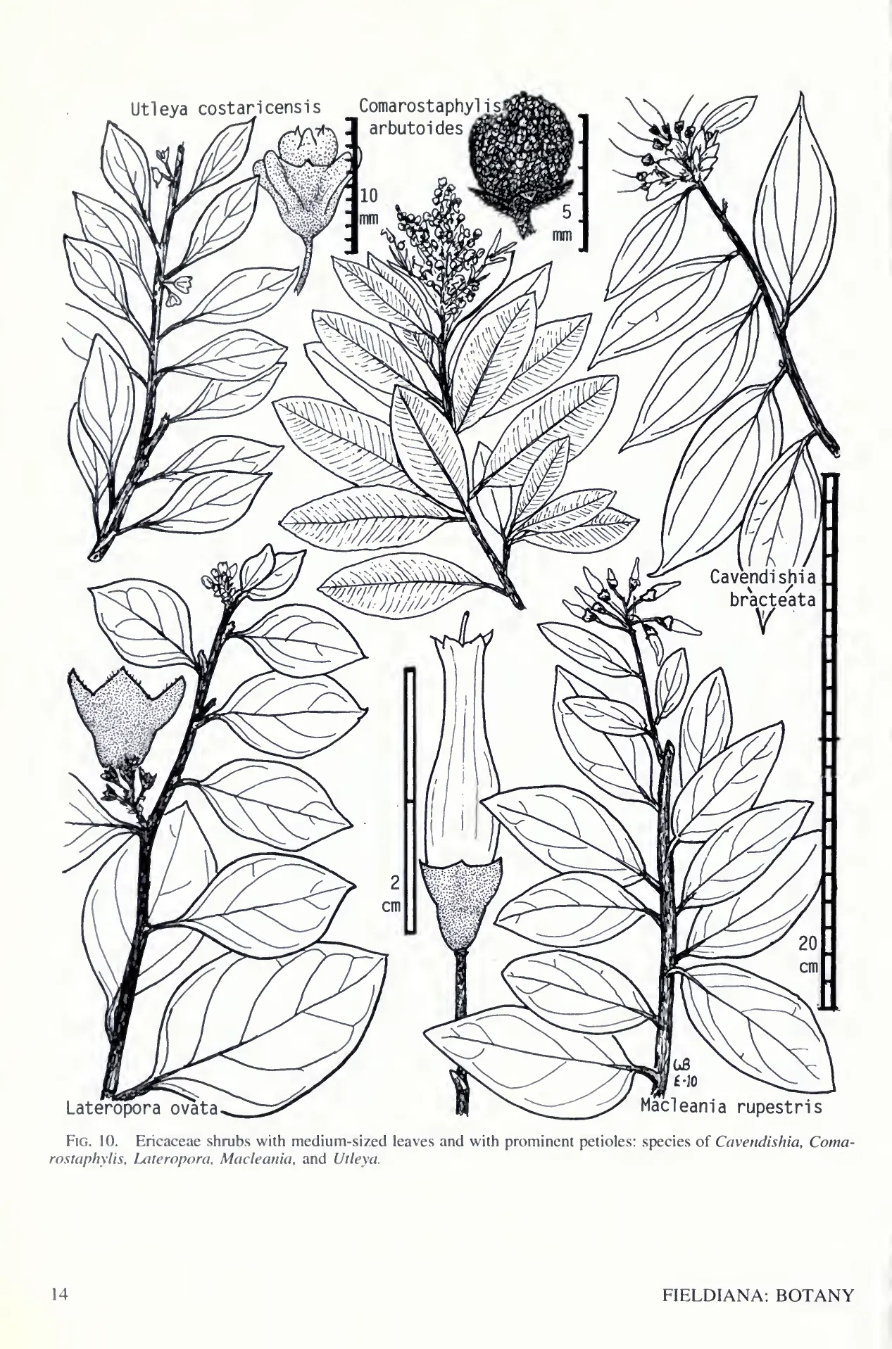 Botanical illustration of Comarostaphylis arbutoides from Flora Costaricensis