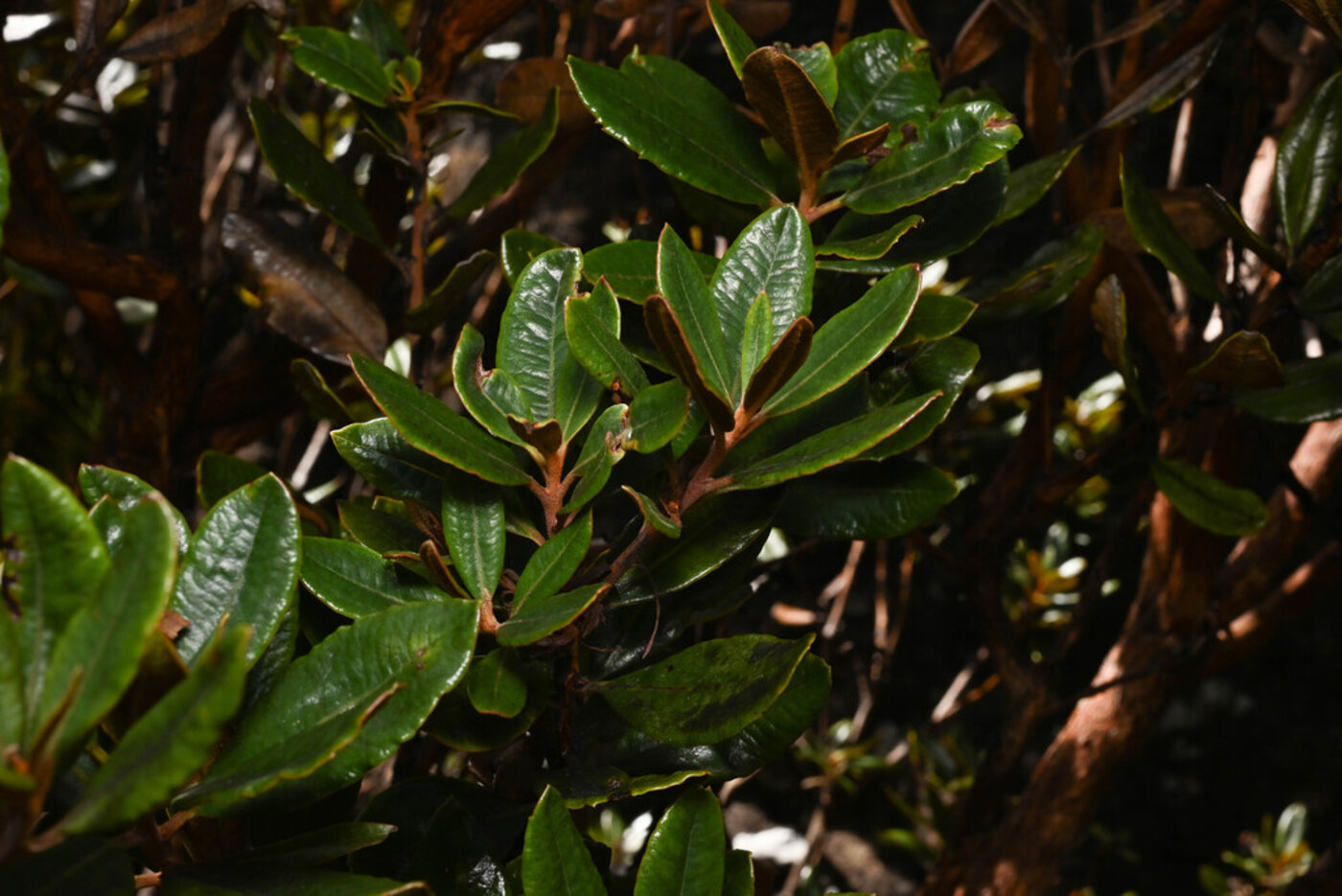 Comarostaphylis arbutoides foliage showing leathery leaves with rust-colored undersides